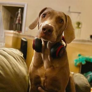 Meet your Posher, Shawn